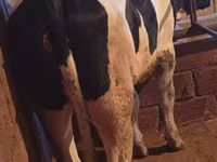 گاو ماده, Russian Black pied cattle — عکس 3