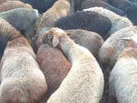 የጎትት አውራ በግ, Edilbay sheep — ፎቶ 1