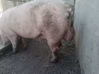 หมูป่าตัวผู้, Крупная белая — รูปภาพ 2