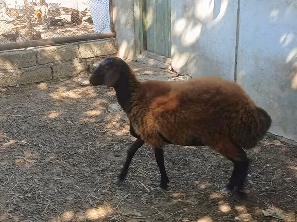 Pecora, Pecore