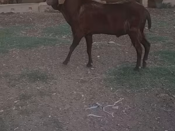 Billy Goat, Goats — Kyrgyzstan