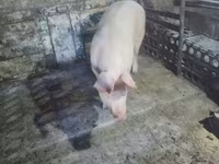 Scrofa, Maiali — foto 2