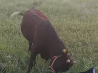 گاو ماده, Simmental cattle — عکس 5