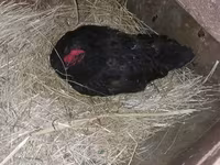 Australorp — foto 2