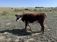 Lembu betina, Kazakh White-headed cow — foto 2