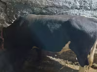 காளை, Russian Black pied cattle — புகைப்படம் 2
