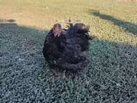 Chickens — foto 2