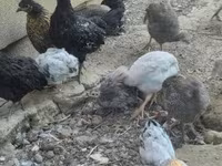 Guinea fowl — foto 5