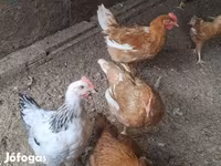 Chickens — عکس 4