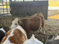 Гов, Simmental cattle — акс 2