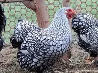 वायंडॉट — फ़ोटो 3