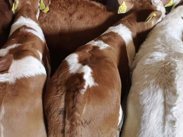 Bovini (lotto, sesso non specificato), Simmental cattle
