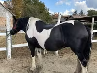 Hoppe, Gypsy horse — foto 1