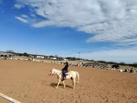 Mare, Quarter Horse — photo 3
