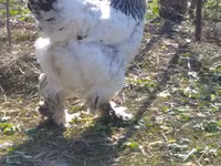 Brahma — foto 2