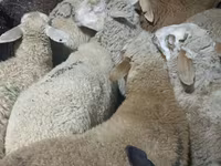Ram, Schapen — foto 1