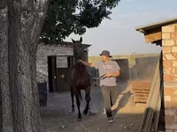 Pastuv, Friesian sport horse — fotografija 3