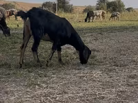 Cabras (lote, sexo no especificado), Nubian Goat — foto 6
