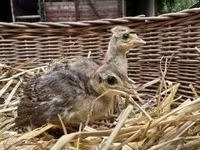Guinea fowl — foto 3