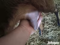 بز نر, Alpine goat — عکس 7