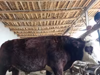 Toro, Mucca kazaka a testa bianca — foto 3