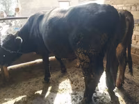 ወንድ በሬ, Swiss cattle — ፎቶ 1