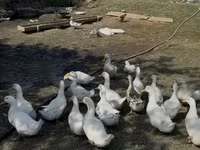 Ducks — الصورة 1