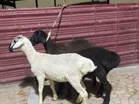 گوسفند (گروه، جنسیت مشخص نشده), گوسفند — عکس 3