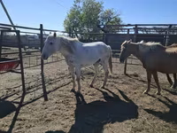 Stute, Horse breed — Foto 5
