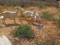 Capră, Saanen goat — foto 1