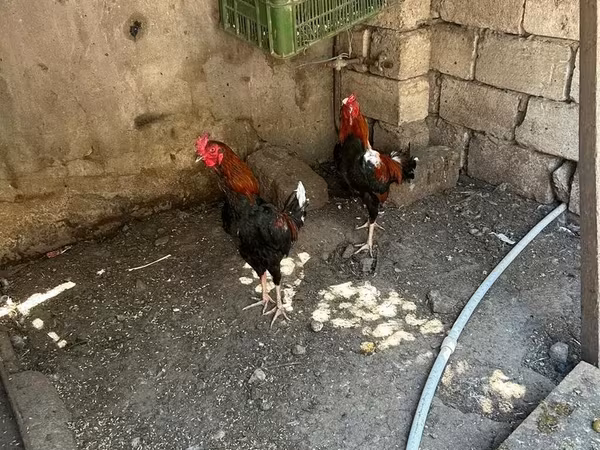 Chickens — Azerbaijan