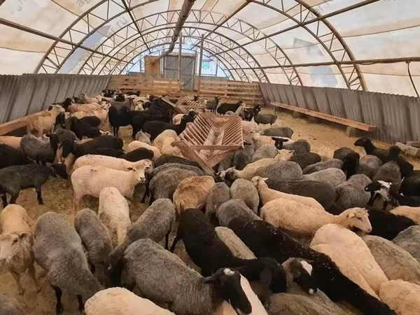 Ram, Dorper sheep — Russia
