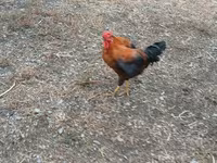 Chickens — Foto 2
