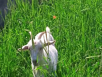 Буз, Saanen goat — акс 2