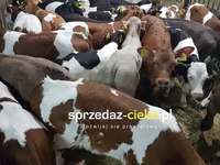 公牛, Cattle — 照片 5
