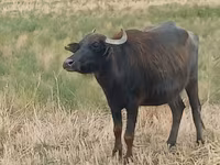 母牛, African Buffalo — 照片 1