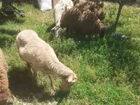Ovce, Karakul sheep — foto 4