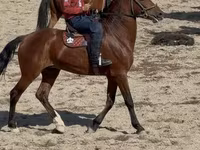 Адуу, Akhal-Teke — 4 зураг