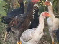 ไก่ชาโม — รูปภาพ 4