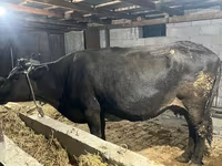 母牛, Alatau breed — 照片 2