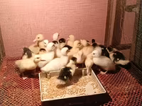 Ducks — عکس 2