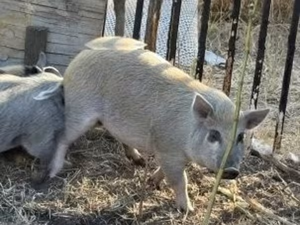 Pigs (batch, sex not specified), Pigs — Hungary