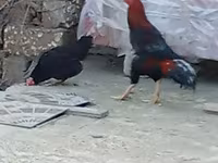 Chickens — รูปภาพ 5