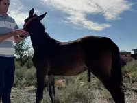 مادیان, Akhal-Teke — عکس 4