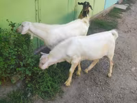 Ged, Beetal goats — foto 5
