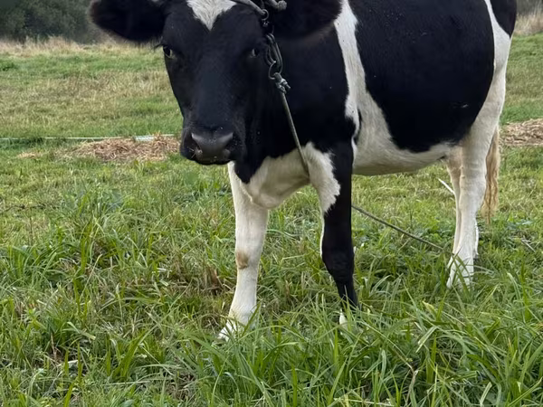 Vaca, Swiss cattle
