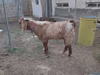 Козел, Beetal goats — фото 2