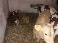 ষাঁড়, Simmental cattle — ছবি 3