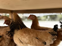 Chickens — تصویر 4