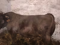 گاو نر, Charolais cattle — عکس 2